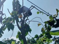 Saat Pangkas Pohon Depan Rumah, Warga Kupang Tersengat Listrik.