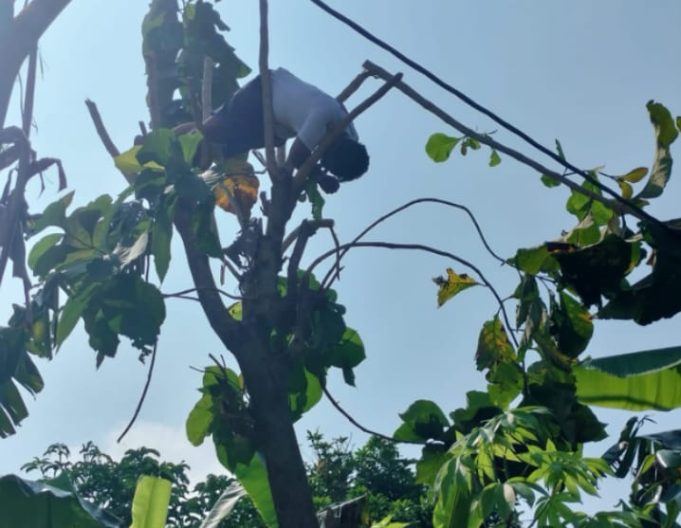 Saat Pangkas Pohon Depan Rumah, Warga Kupang Tersengat Listrik.