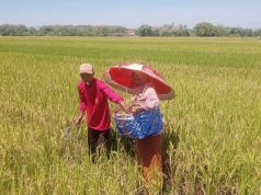 Tradisi Wiwitan Masih Dilakukan Para Petani Di Desa Ringin Putih