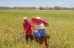 Tradisi Wiwitan Masih Dilakukan Para Petani Di Desa Ringin Putih