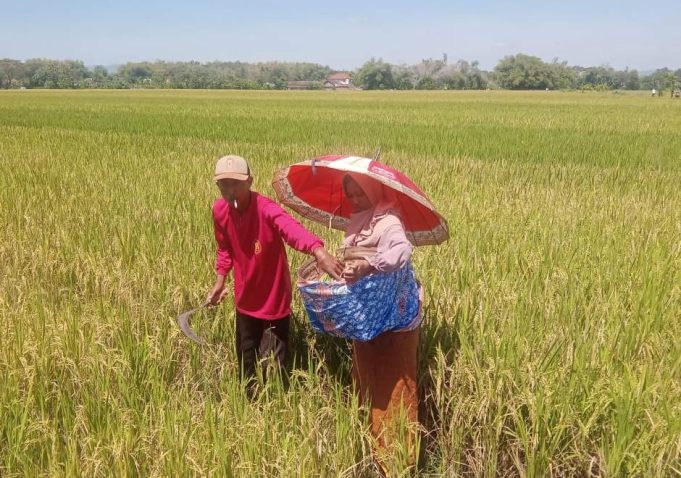 Tradisi Wiwitan Masih Dilakukan Para Petani Di Desa Ringin Putih