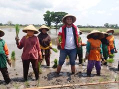 Gerakan Tanam Bersama Kelompok Tani Desa Gondangsari Dihadiri Calon Bupati Klaten.