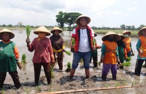 Gerakan Tanam Bersama Kelompok Tani Desa Gondangsari Dihadiri Calon Bupati Klaten.