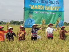 Panen Raya Kelompok Tani ‘Mardi Rahayu’ Desa Taji, Kecamatan Juwiring