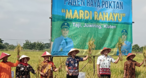 Panen Raya Kelompok Tani ‘Mardi Rahayu’ Desa Taji, Kecamatan Juwiring