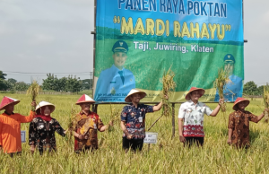 Panen Raya Kelompok Tani ‘Mardi Rahayu’ Desa Taji, Kecamatan Juwiring
