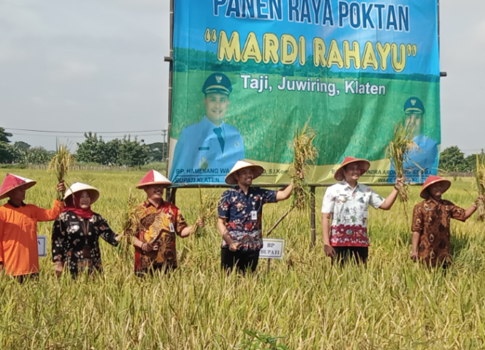 Panen Raya Kelompok Tani ‘Mardi Rahayu’ Desa Taji, Kecamatan Juwiring