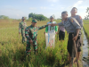 Gropyokan Tikus, Koramil 03/Delanggu Bersama Warga Desa Krecek Bergerak Selamatkan Tanaman Padi