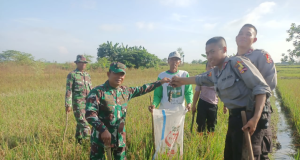 Gropyokan Tikus, Koramil 03/Delanggu Bersama Warga Desa Krecek Bergerak Selamatkan Tanaman Padi