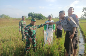 Gropyokan Tikus, Koramil 03/Delanggu Bersama Warga Desa Krecek Bergerak Selamatkan Tanaman Padi