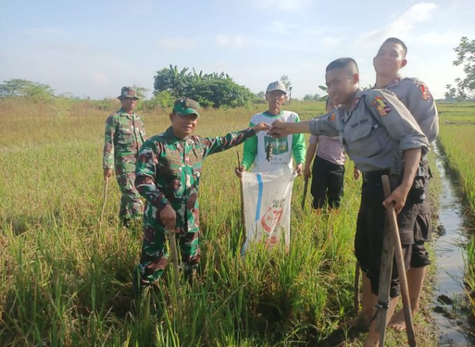 Gropyokan Tikus, Koramil 03/Delanggu Bersama Warga Desa Krecek Bergerak Selamatkan Tanaman Padi