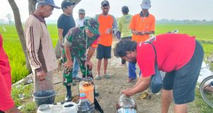 Babinsa Desa Balak Dan Perangkat Desa Dampingi Uji Coba Pupuk Cair Organik Di Lahan Kelompok Tani Sumber Rejeki
