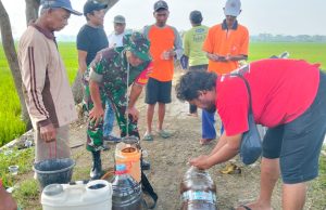 Babinsa Desa Balak Dan Perangkat Desa Dampingi Uji Coba Pupuk Cair Organik Di Lahan Kelompok Tani Sumber Rejeki