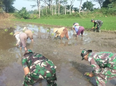 Bantu Petani, Babinsa Koramil 14/Karanganom Dampingi Penanaman Padi Di Desa Jurang Jero Klaten