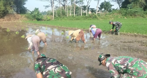 Bantu Petani, Babinsa Koramil 14/Karanganom Dampingi Penanaman Padi Di Desa Jurang Jero Klaten