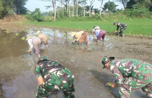 Bantu Petani, Babinsa Koramil 14/Karanganom Dampingi Penanaman Padi Di Desa Jurang Jero Klaten
