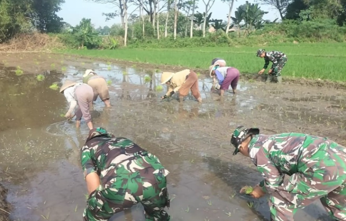 Bantu Petani, Babinsa Koramil 14/Karanganom Dampingi Penanaman Padi Di Desa Jurang Jero Klaten