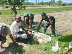 Dampingi Petani Binaan, Babinsa Koramil 24 Klaten Utara Bersihkan Gulma Dan Tinjau Pompanisasi Di Barenglor