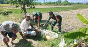 Dampingi Petani Binaan, Babinsa Koramil 24 Klaten Utara Bersihkan Gulma Dan Tinjau Pompanisasi Di Barenglor