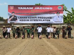 Kodim 0723/Klaten Tanam Jagung Bersama: Kolaborasi Strategis Wujudkan Ketahanan Pangan Nasional Di Klaten