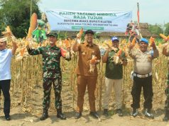 Dandim 0723/Klaten Bersama Wakil Bupati Hadiri Panen Jagung Hibrida Raja Tujuh Di Desa Tulung