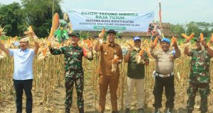Dandim 0723/Klaten Bersama Wakil Bupati Hadiri Panen Jagung Hibrida Raja Tujuh Di Desa Tulung