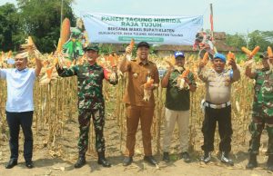 Dandim 0723/Klaten Bersama Wakil Bupati Hadiri Panen Jagung Hibrida Raja Tujuh Di Desa Tulung
