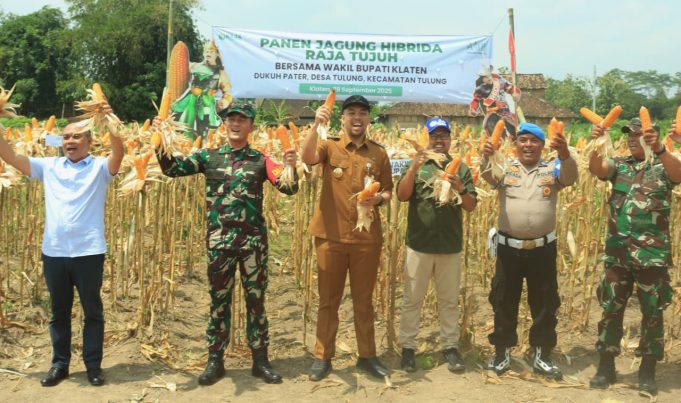 Dandim 0723/Klaten Bersama Wakil Bupati Hadiri Panen Jagung Hibrida Raja Tujuh Di Desa Tulung