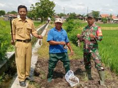 Kendalikan Hama Tikus, Babinsa Bentangan Klaten Gropyokan Tikus Dampingi Petani Binaan