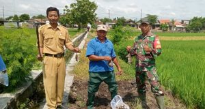 Kendalikan Hama Tikus, Babinsa Bentangan Klaten Gropyokan Tikus Dampingi Petani Binaan