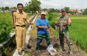 Kendalikan Hama Tikus, Babinsa Bentangan Klaten Gropyokan Tikus Dampingi Petani Binaan