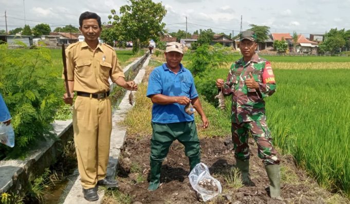 Kendalikan Hama Tikus, Babinsa Bentangan Klaten Gropyokan Tikus Dampingi Petani Binaan