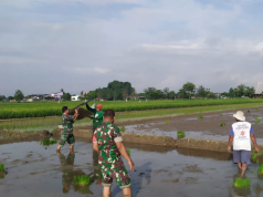 Perkuat Ketahanan Pangan, Babinsa Kebonarum Klaten Turun Ke Sawah