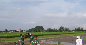 Perkuat Ketahanan Pangan, Babinsa Kebonarum Klaten Turun Ke Sawah