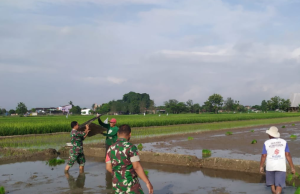 Perkuat Ketahanan Pangan, Babinsa Kebonarum Klaten Turun Ke Sawah