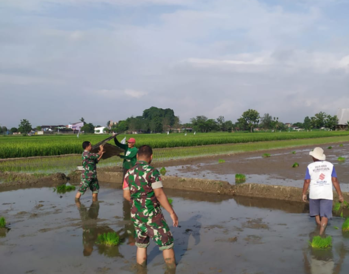 Perkuat Ketahanan Pangan, Babinsa Kebonarum Klaten Turun Ke Sawah