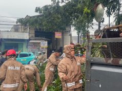 Sigap Brimob Metro Jaya Tangani Pohon Tumbang di Ciputat