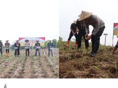 POLRES KUNINGAN TANAM JAGUNG SERENTAK di 27 LOKASI CAPAI 22 HA
