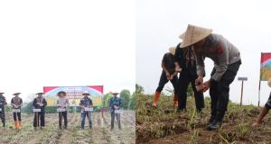 POLRES KUNINGAN TANAM JAGUNG SERENTAK di 27 LOKASI CAPAI 22 HA