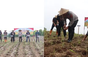 POLRES KUNINGAN TANAM JAGUNG SERENTAK di 27 LOKASI CAPAI 22 HA