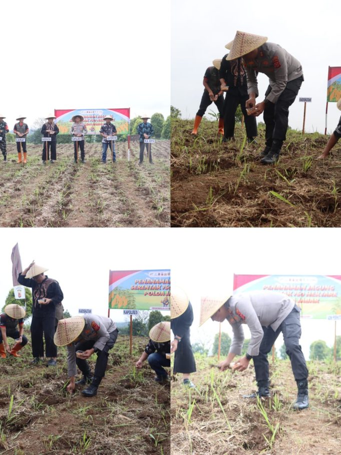 POLRES KUNINGAN TANAM JAGUNG SERENTAK di 27 LOKASI CAPAI 22 HA