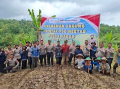 TAK HANYA ATUR LALU LINTAS, POLANTAS POLRES KUNINGAN TURUN KE SAWAH TANAM JAGUNG 2 HEKTARE KUNINGAN