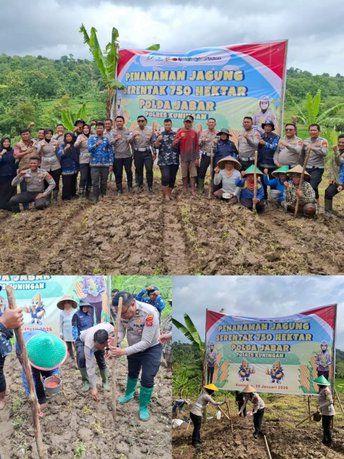 TAK HANYA ATUR LALU LINTAS, POLANTAS POLRES KUNINGAN TURUN KE SAWAH TANAM JAGUNG 2 HEKTARE KUNINGAN