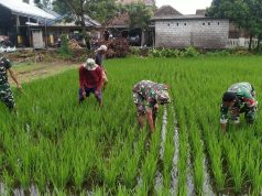 Dukung Ketahanan Pangan, Babinsa Koramil Jogonalan Bantu Petani Poktan Gawe Makmur
