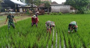 Dukung Ketahanan Pangan, Babinsa Koramil Jogonalan Bantu Petani Poktan Gawe Makmur