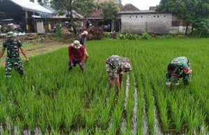 Dukung Ketahanan Pangan, Babinsa Koramil Jogonalan Bantu Petani Poktan Gawe Makmur