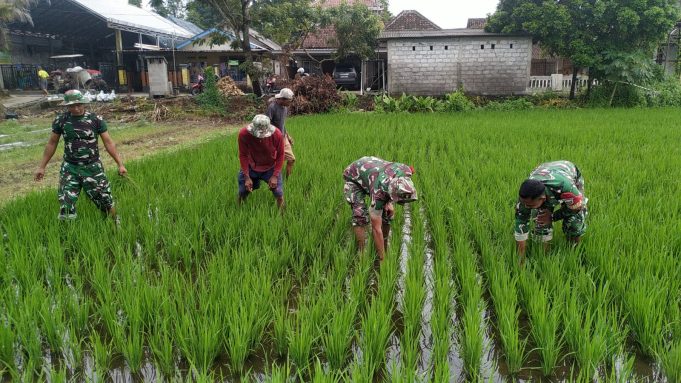 Dukung Ketahanan Pangan, Babinsa Koramil Jogonalan Bantu Petani Poktan Gawe Makmur