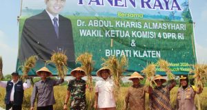 Dandim 0723/Klaten Dampingi Wakil Ketua Komisi IV DPR RI Panen Raya Padi Varietas R32 Di Klaten