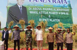 Dandim 0723/Klaten Dampingi Wakil Ketua Komisi IV DPR RI Panen Raya Padi Varietas R32 Di Klaten