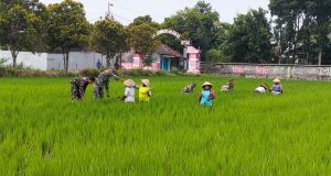 Babinsa Koramil 01/Kota Kodim Klaten Bantu Petani Tingkatkan Produktivitas Padi Di Desa Jomboran
